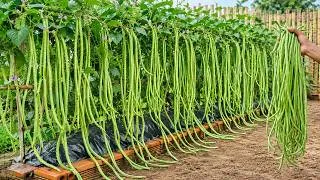 Thumbnail: I Grow Long Beans This Way—More Than I Can Eat, With Almost No Care!