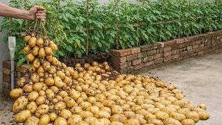 Thumbnail: The Brick Bed Potato Growing Method That Produces Massive Harvests