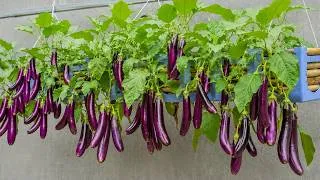 Thumbnail: Rooftop Eggplant Growing Trick for an Extremely High Yield at Zero Cost