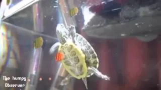 Thumbnail: Cutest creatures ever