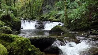 Thumbnail: 1 Hour of a Relaxing Forest Waterfall W/O Birdsong - Calm Nature Sounds for Sleeping & Meditation
