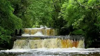 Thumbnail: Relaxing Forest Waterfall Nature Sounds with Birds Chirping for Sleeping-Calm Birdsong sound