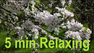 Thumbnail: Relaxing Nature Sounds - Birds Chirping in a Spring Garden - Calming 5 Min Mindfulness Meditation