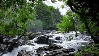 Thumbnail: 1hr. Relaxing Forest Birdsong & Waterfall Nature Sounds for Sleeping - Calm Birds Chirping Sound
