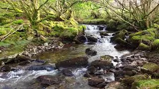 Thumbnail: 1hr. Relaxing Forest Waterfall Nature Sounds for Calm Sleeping - Natural River Water Flowing Sound