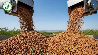Thumbnail: How U.S. Farmers Harvest and Process Billions of Pounds of Almonds – From Orchard to Factory