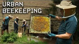 Thumbnail: Urban Beekeeping: Inside the Hive