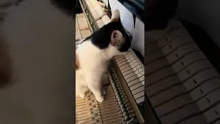 Thumbnail: My cat was mesmerized by my felted piano.