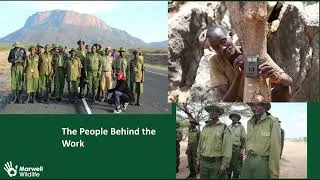 Thumbnail: Community led monitoring to safeguard the endangered Grevy’s zebra in Northern Kenya