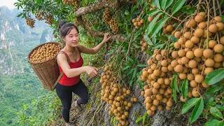 Thumbnail: Risky Longan Harvest on the Mountain & Selling the Fruit at the Village Market | Rural Life