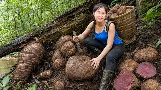 Thumbnail: Harvesting Giant Wild Yam in the Deep Forest & Selling It at the Village Market | Rural Life