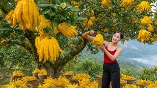 Thumbnail: Harvesting A Lost Of Buddha’s Hand & Selling It at the Village Market | Rural Life