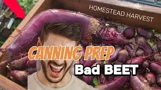 Thumbnail: Canning Prep for Giant Greenhouse Beets at Jolly Pond Farm