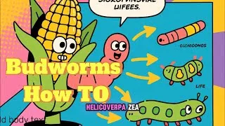 Thumbnail: Understanding Budworms: Integrated Pest Management for Your Garden