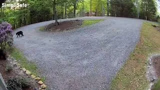 Thumbnail: Bears come to visit Fires Creek,  NC.