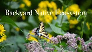 Thumbnail: I Created A Thriving Native Ecosystem In My Backyard!