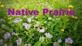 Thumbnail: Diverse Native Praire Planting!