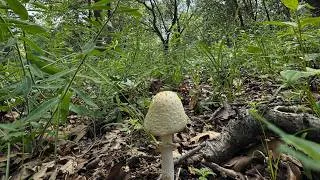 Thumbnail: It's More Important than Ever That We as Humans Connect Back to Nature!
