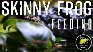 Thumbnail: Fire Belly Toad Setup & Fattening Up My Skinny Fire Bellied Toad