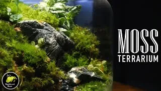 Thumbnail: How To Make A Moss Terrarium In A Jar