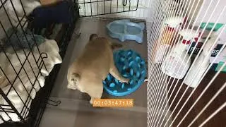 Thumbnail: French Bulldog Puppy v Slow Feeder MUKBANG