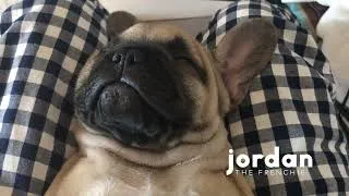 Thumbnail: French Bulldog Puppy CUTEST MOMENTS