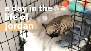 Thumbnail: A Day in the Life of a French Bulldog Puppy