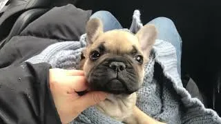 Thumbnail: Jordan's First Day at Home | 9 Weeks Old French Bulldog Puppy
