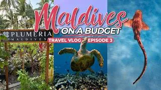 Thumbnail: 🇲🇻 Budget Maldives Trip Episode. 3: Leopard Shark Snorkelling