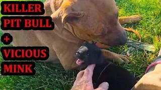 Thumbnail: Why Don't Rat Killing Dogs Kill Mink Too?!?!?!?