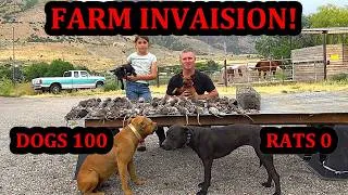 Thumbnail: 100 RAT Invasion: Dogs Track Down 100 Rats Hidden Across a Farm.