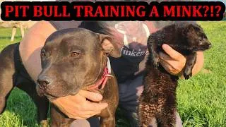Thumbnail: Grit the Pit Bull Training Thunder the Mink