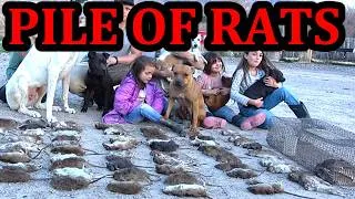 Thumbnail: Rat Infested Log OBLITERATED by Pit Bulls and Tiny Terriers.