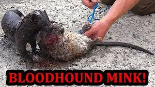 Thumbnail: Longest Track I've Ever Seen a Mink Follow!