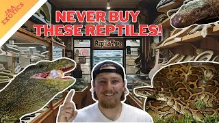 Thumbnail: NEVER BUY THESE REPTILES! Top 5 Reptiles We Shouldn't Own