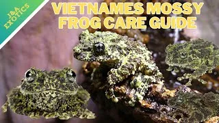 Thumbnail: Vietnamese Mossy Frog Care Guide