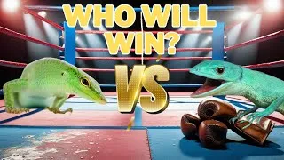 Thumbnail: Emerald Tree Skink VS Green Keel Bellied Lizard-Who Will Win?!
