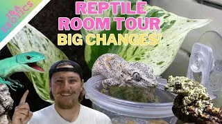 Thumbnail: Big Update! Reptile Room Tour May 2025