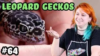 Thumbnail: Leopard Gecko Care 101: Morphs, Bioactive Setups, and More - Josh's Frogs Podcast Episode 64