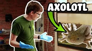 Thumbnail: What is an Axolotl? | A Quick Overview of the Ultimate Aquatic Pet!