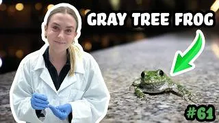 Thumbnail: A Vaccine for FROGS? Fighting Chytrid with Notre Dame’s Gracie! - Josh's Frogs Podcast Episode 61