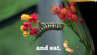 Thumbnail: How do Butterflies get their Wings?
