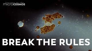 Thumbnail: We Spilled Ink On Our Slides to See What Would Happen