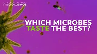Thumbnail: The Microcosmos Team Answers Your Questions