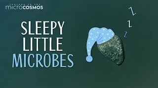 Thumbnail: Some Microbes Also Take Naps