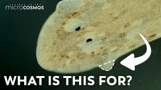 Thumbnail: Why Do Planarians Have Those Triangles on their Heads?