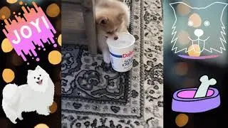 Thumbnail: Cute Puppy Playing (Pomeranian) | Mini Pomeranian Puppy Playing | Joy The Pom Pom