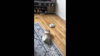 Thumbnail: Pomeranian Puppy Playing With Soccer | Cute Pomeranian Dog Barking | Joy The Pom Pom