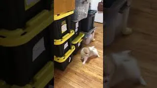 Thumbnail: Pomeranian Puppy Playing With Sticky | Cute Pomeranian Puppy Playing | Joy The Pom Pom