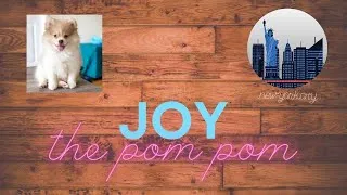 Thumbnail: Pomeranian Playing With Toy | Cute Mini Puppy Joy Playing With His Toy | Joy The Pom Pom